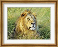 Framed African Lion, Masai Mara, Kenya