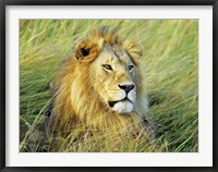 Framed African Lion, Masai Mara, Kenya