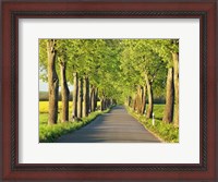 Framed Lime Tree Alley, Mecklenburg Lake District, Germany 1