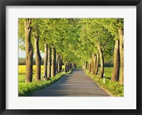 Framed Lime Tree Alley, Mecklenburg Lake District, Germany 1