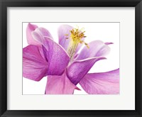 Framed Dark Columbine Close-Up