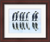 Framed Emperor Penguin Group, Antarctica