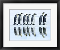 Framed Emperor Penguin Group, Antarctica