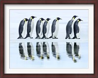 Framed Emperor Penguin Group, Antarctica