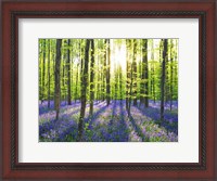 Framed Beech Forest With Bluebells, Belgium