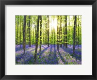 Framed Beech Forest With Bluebells, Belgium