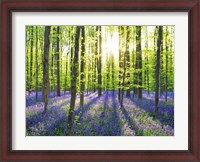 Framed Beech Forest With Bluebells, Belgium
