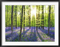 Framed Beech Forest With Bluebells, Belgium