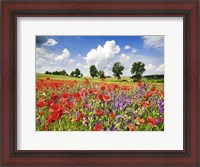 Framed Poppies And Vicias In Meadow, Mecklenburg Lake District, Germany