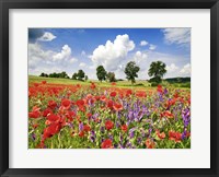 Framed Poppies And Vicias In Meadow, Mecklenburg Lake District, Germany