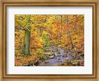 Framed Beech Forest In Autumn, Ilse Valley, Germany