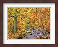 Framed Beech Forest In Autumn, Ilse Valley, Germany