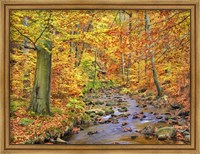 Framed Beech Forest In Autumn, Ilse Valley, Germany