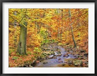 Framed Beech Forest In Autumn, Ilse Valley, Germany