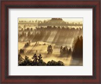 Framed Fog Impression At Sindelbachfilz, Bavaria, Germany