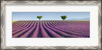 Framed Lavender Field, Provence, France