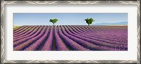 Framed Lavender Field, Provence, France