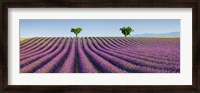 Framed Lavender Field, Provence, France