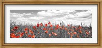 Framed Poppies In Corn Field, Bavaria, Germany