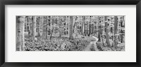 Framed Beech Forest, Germany