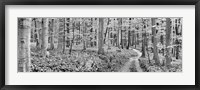 Framed Beech Forest, Germany