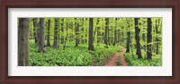 Framed Beech Forest, Germany