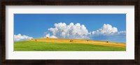 Framed Corn Field Harvested, Tuscany, Italy