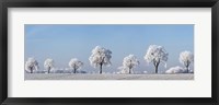 Framed Alley Tree With Frost, Bavaria, Germany