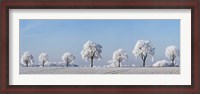 Framed Alley Tree With Frost, Bavaria, Germany