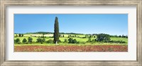Framed Cypress In Poppy Field, Tuscany, Italy