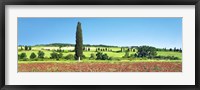 Framed Cypress In Poppy Field, Tuscany, Italy