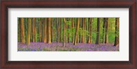 Framed Beech Forest With Bluebells, Hampshire, England