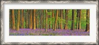 Framed Beech Forest With Bluebells, Hampshire, England