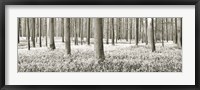 Framed Beech Forest With Bluebells, Belgium