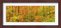 Framed Beech Forest in Autumn, Kassel, Germany