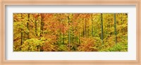 Framed Beech Forest in Autumn, Kassel, Germany