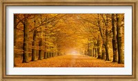 Framed Woods in Autumn