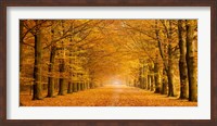 Framed Woods in Autumn
