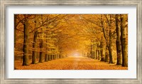 Framed Woods in Autumn