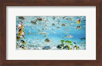 Framed Fish and sharks in Bora Bora lagoon