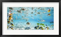 Framed Fish and sharks in Bora Bora lagoon