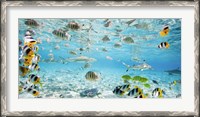 Framed Fish and sharks in Bora Bora lagoon