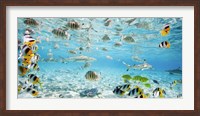Framed Fish and sharks in Bora Bora lagoon
