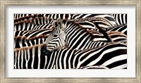 Framed Herd of Zebras