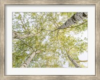 Framed Birch Woods in Spring