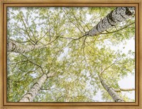 Framed Birch Woods in Spring