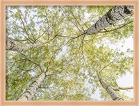Framed Birch Woods in Spring