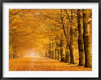 Framed Woods in Autumn