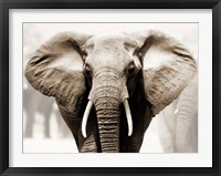 Framed African Elephant