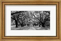 Framed Avenue of Oaks, South Carolina